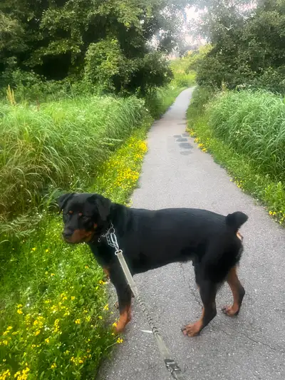 Loyal 5-Year-Old Rottweiler for Adoption, View more