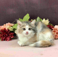 Maine Coon Female (Dilute Calico)