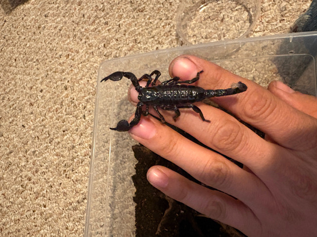 Emperor Scorpions, isopods  - Edmonton in Reptiles & Amphibians for Rehoming in Edmonton - Image 3
