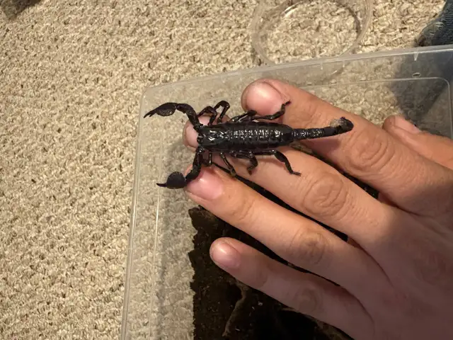 Emperor Scorpions, isopods  - Edmonton in Reptiles & Amphibians for Rehoming in Edmonton - Image 4