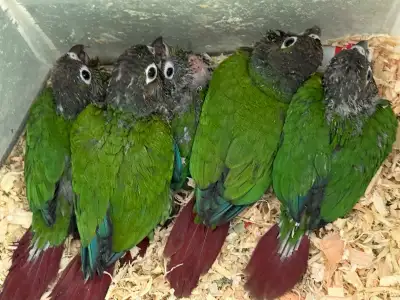 Conure babies, View more