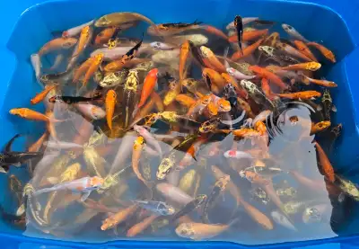 Small koi fish for sale, regular not butterfly koi. $10 each Size: 2 to 3 inches Please bring your o...