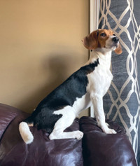 8 month old Beagle