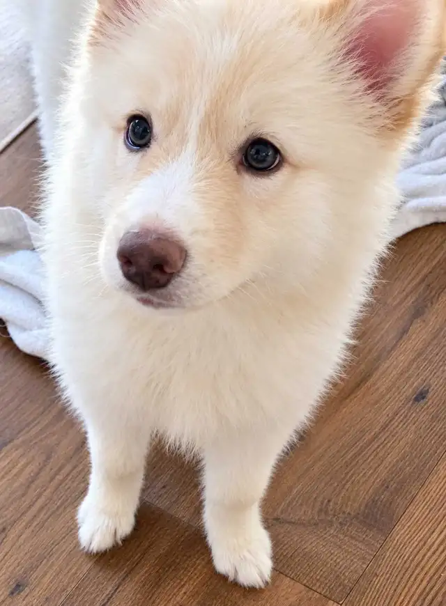 Only 1 Puppy left! in Dogs & Puppies for Rehoming in Norfolk County - Image 2