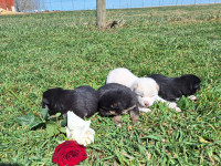 Adorable Purebred Shiba Inu puppies soon ready for rehoming