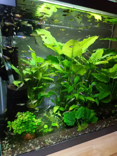PERFECT NANO FISH: Blue Star Endlers $15 adult M/F Campona 47, View more
