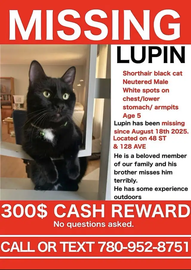 Beautiful Lost Kitty Cat--Needs to Get Home in Lost & Found in Edmonton - Image 7