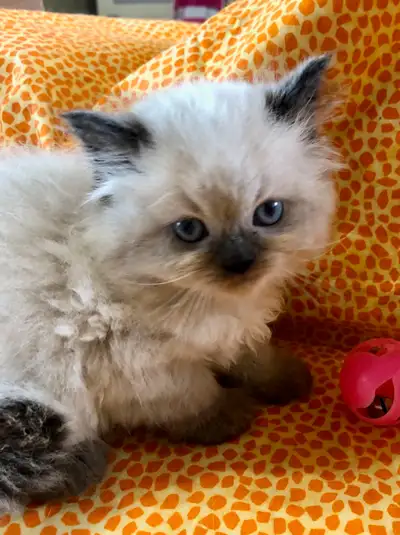 HIMALAYAN / RAGDOLL -- JULY WAIT LIST -NOW FULL, View more