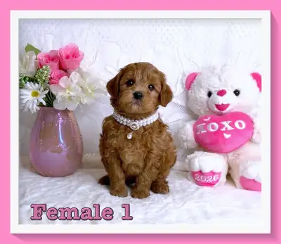 Mini-GoldenDoodle F1b Puppies, View more