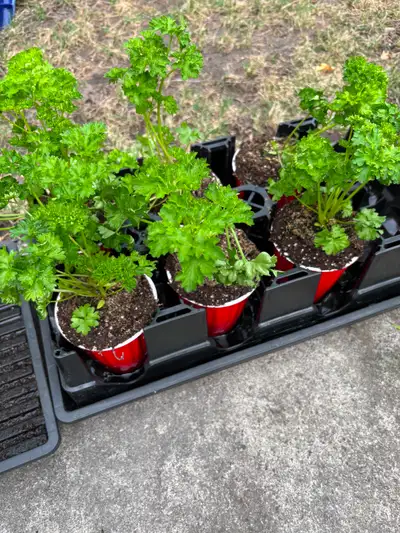 Parsley herb plant. Price is per plant pot