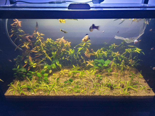Aquarium Plants for sale!! in Fish for Rehoming in Trenton - Image 2