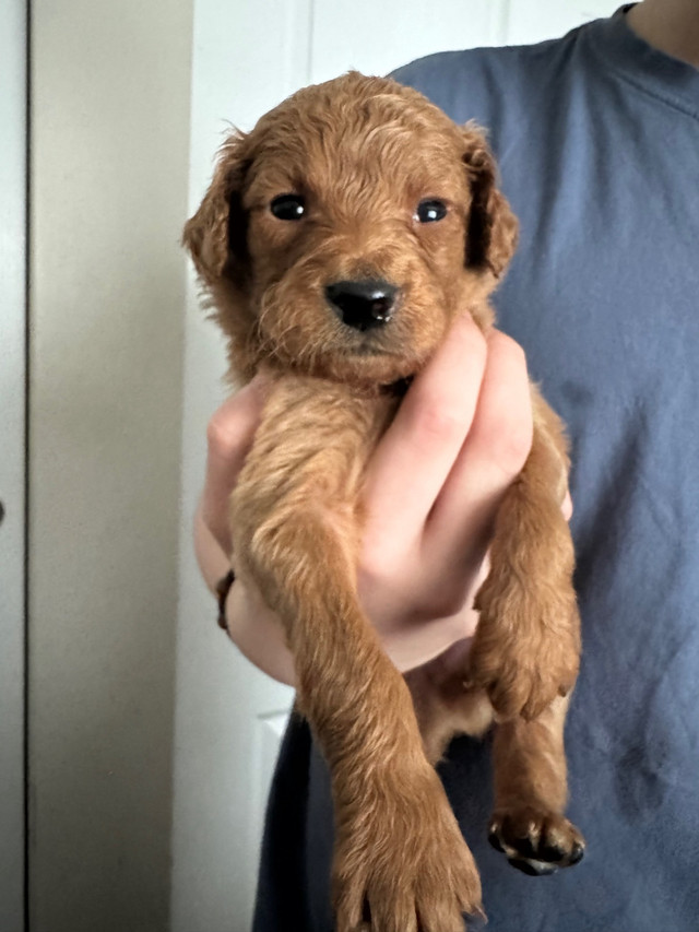Mini golden doodles  in Dogs & Puppies for Rehoming in Barrie - Image 2
