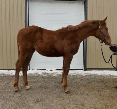 2025 Warmblood filly , View more