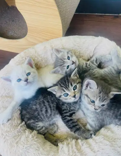 Beautiful Kittens for rehoming   half Siberian - half Short hair, View more