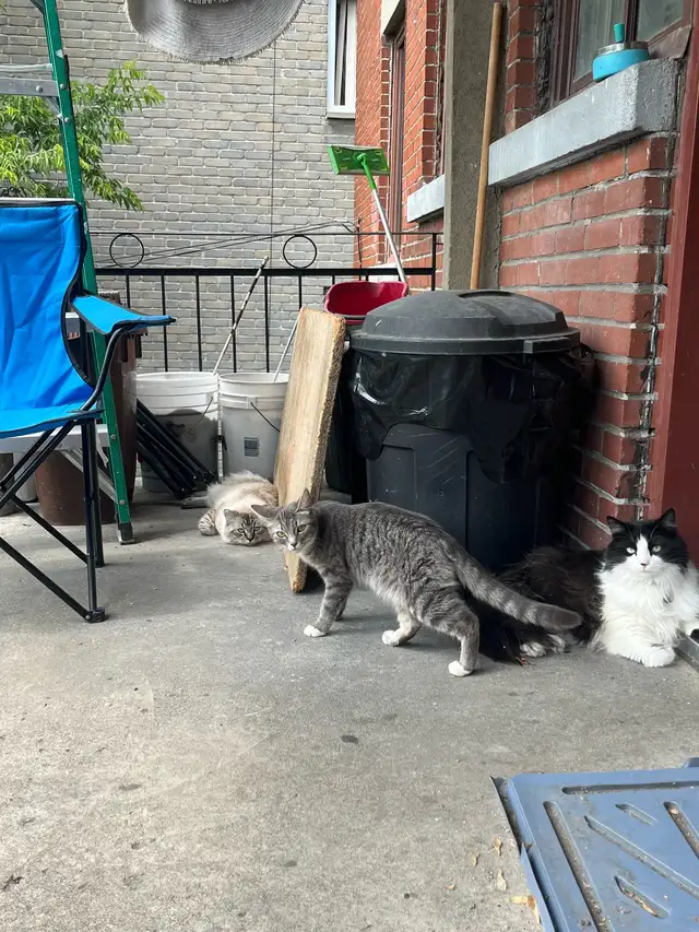 looking for a male kitten for my other cat in Cats & Kittens for Rehoming in City of Montréal - Image 3