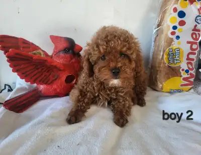 CKC Registered  Purebred Toy Poodle Puppies, View more