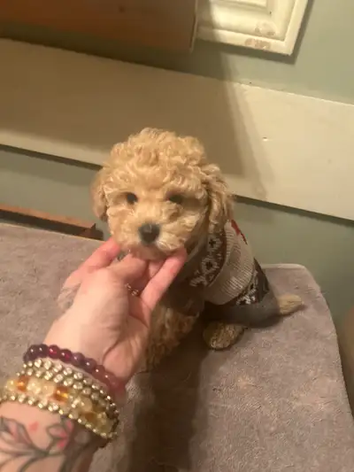 Adorable purebred blonde toy poodle puppy-male, View more