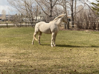 Horse for sale (Camello)
