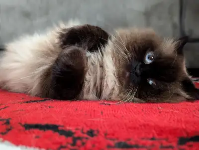 Himalayan x Scottish Fold: COMING SOON!!!!, View more