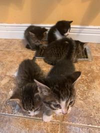 Chatons disponible pour une demeure / kittens looking for a home