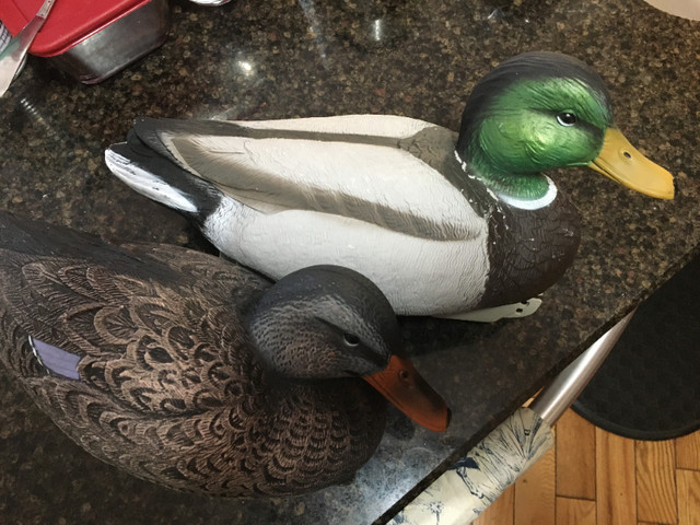Duck Decoys in Water Sports in City of Toronto