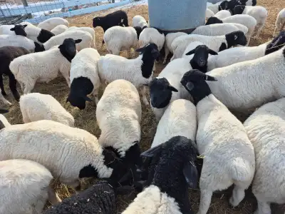 Ewe lambs, View more