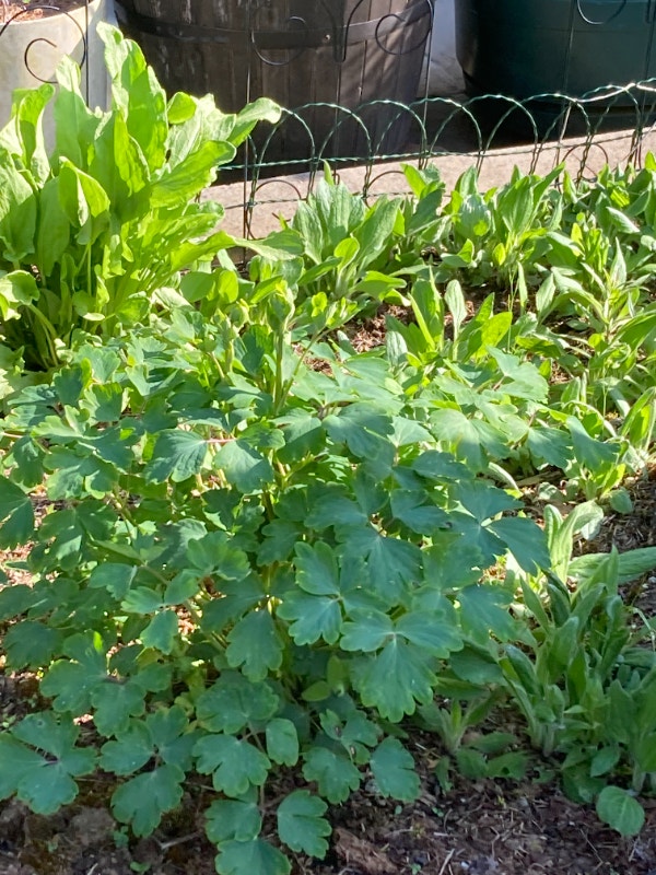 FREE Perennials Plants, Fertilizer & Soil Port Alberni Kijiji