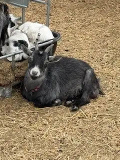 Pygmy Nanny Goat - 1 Year Old, View more