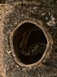 Snake spider ball python 