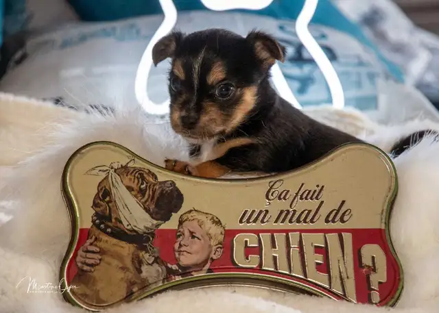 Petit mâle  chihuahua/morki ( chorkie) in Dogs & Puppies for Rehoming in Longueuil / South Shore - Image 6