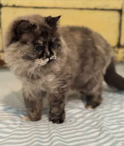 Tortoiseshell Senior Himalayan, View more
