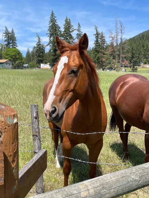 Well bred beautiful cow horse QH mare for sale. Horses & Ponies for