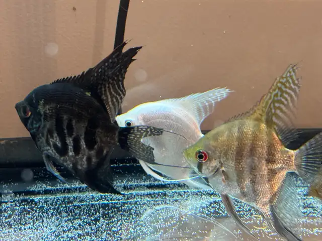 scalaire (ange) in Fish for Rehoming in Laurentides - Image 2