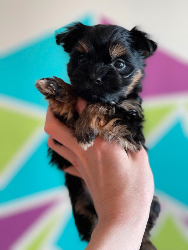 Yorkie /Havanese babies in Dogs & Puppies for Rehoming in Ottawa - Image 2