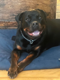 Beautiful Rottweiler female 2 yrs old trained comes with crate