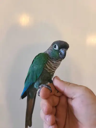 conure mâle , View more