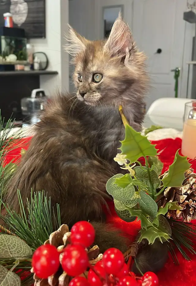 Maine Coon
