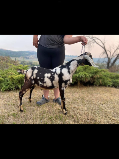 Registered Nubian buck, View more