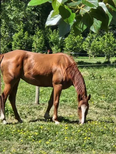 Looking to rehome a 4-year-old mustang, View more