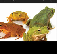 Looking for Solomon Island leaf frogs