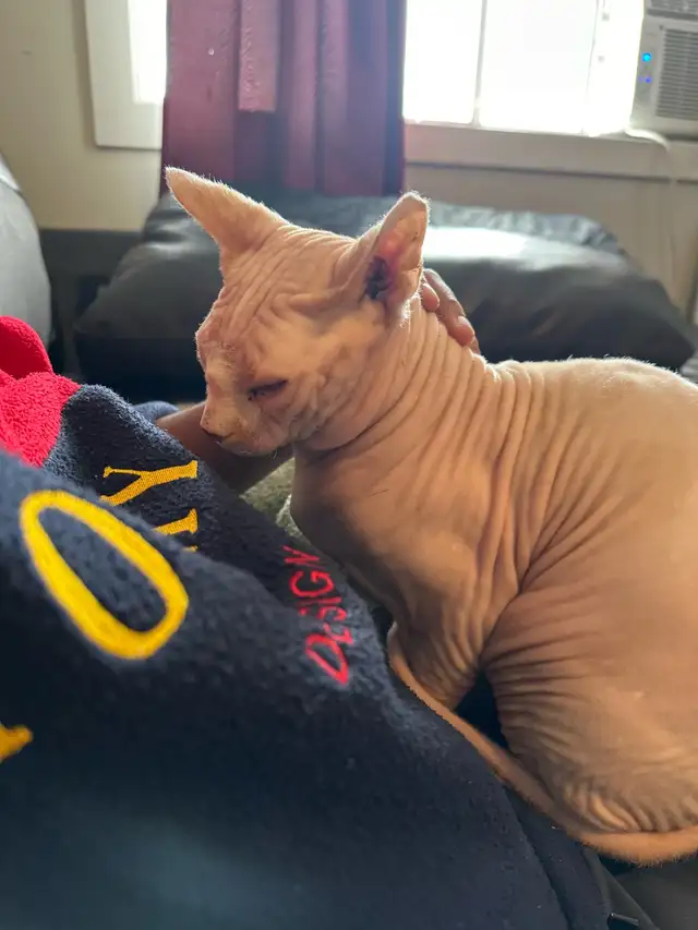 sphynx cat for sale in Cats & Kittens for Rehoming in City of Montréal - Image 4