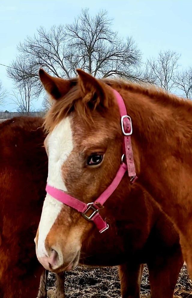 2023 registered appaloosa filly in Horses & Ponies for Rehoming in Oshawa / Durham Region