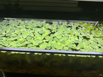 Water Lettuce, View more