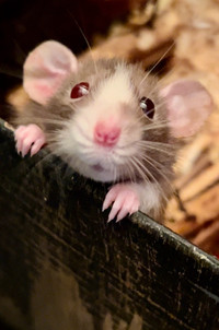 Dwarf Rat Babies Health Tested Rattery
