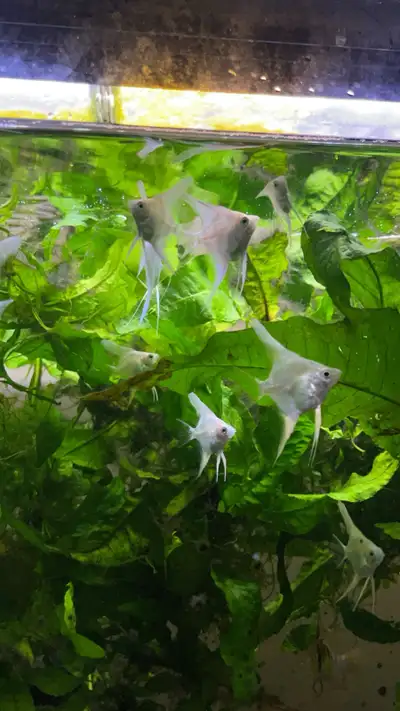 Young platinum angelfish for sale. Very healthy, eating all kinds of food. Pick up only in Timberlea