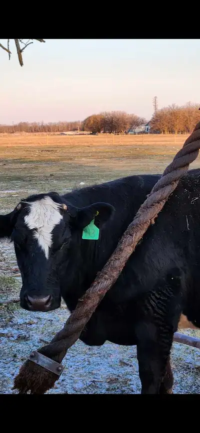 Double Rope Cattle Oiler, View more