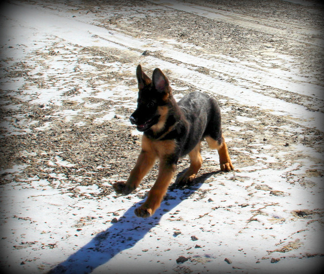 CKC. Registered WGSL Shepherds one 3mth old males available. in Dogs & Puppies for Rehoming in Sault Ste. Marie - Image 2