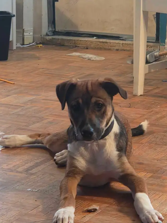 5 month old puppy 
