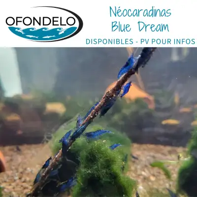Crevette néocaradinas Blue Dream, View more