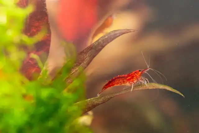 Red Cherry Shrimp - Algae Eating Shrimp